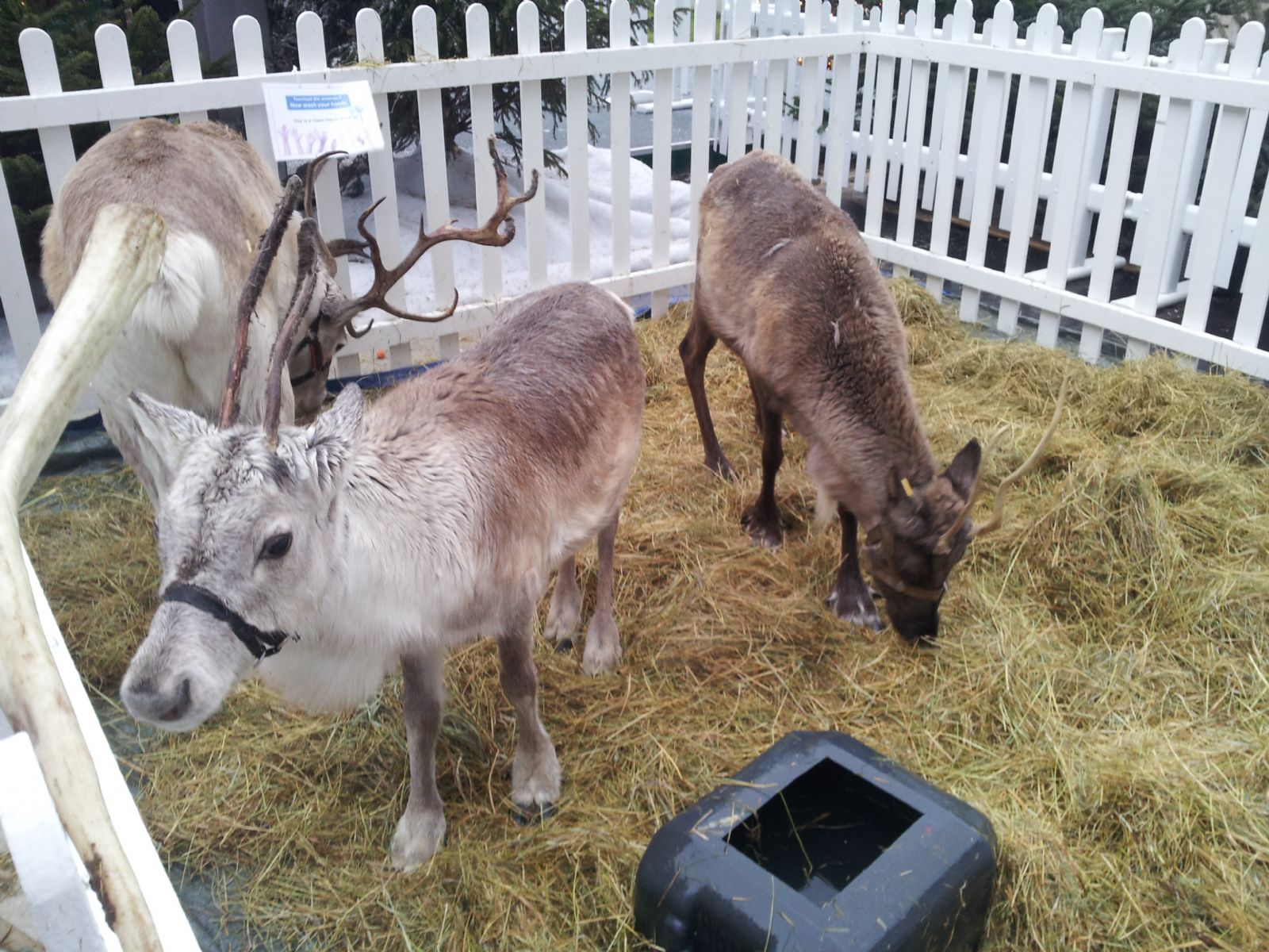 Reindeer's in Westfield